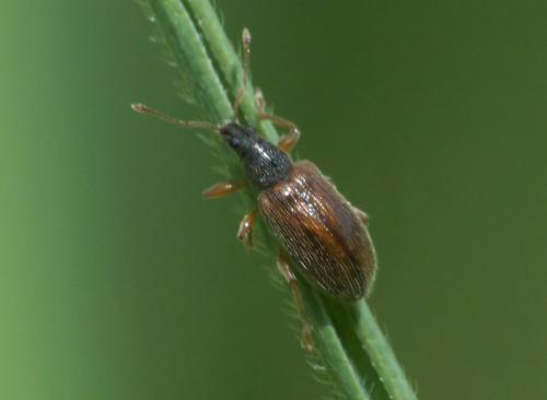 Réf. 282 529 : Phyllobius oblongus